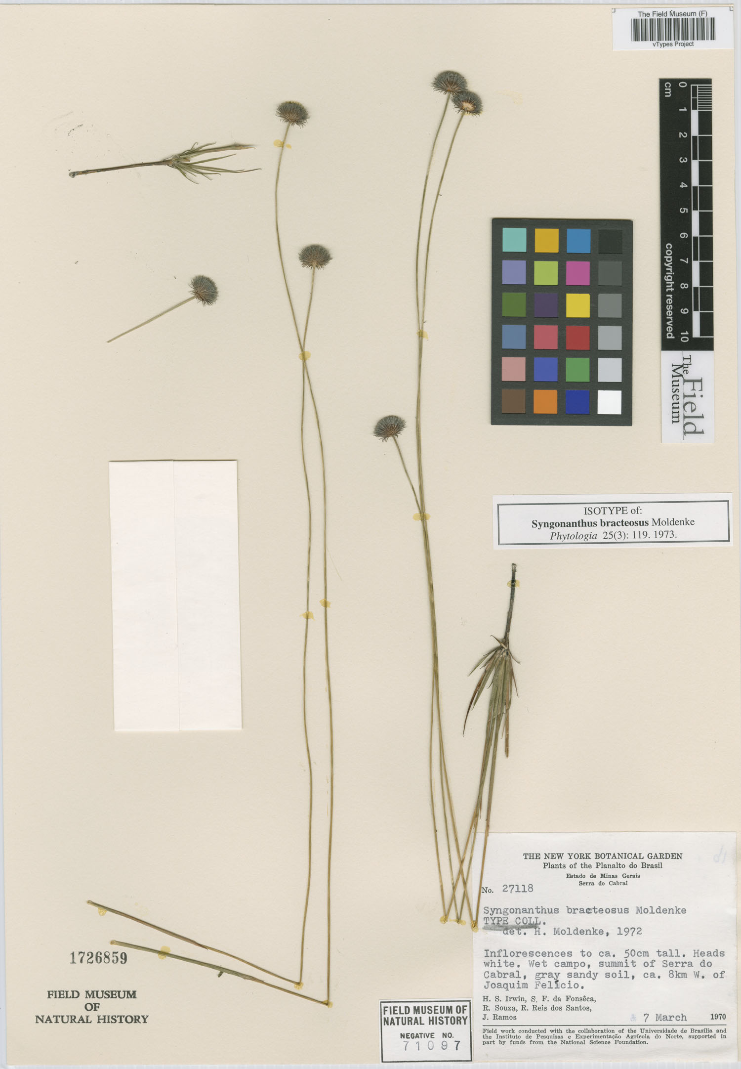 Syngonanthus bracteosus image
