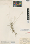 Syngonanthus caulescens image