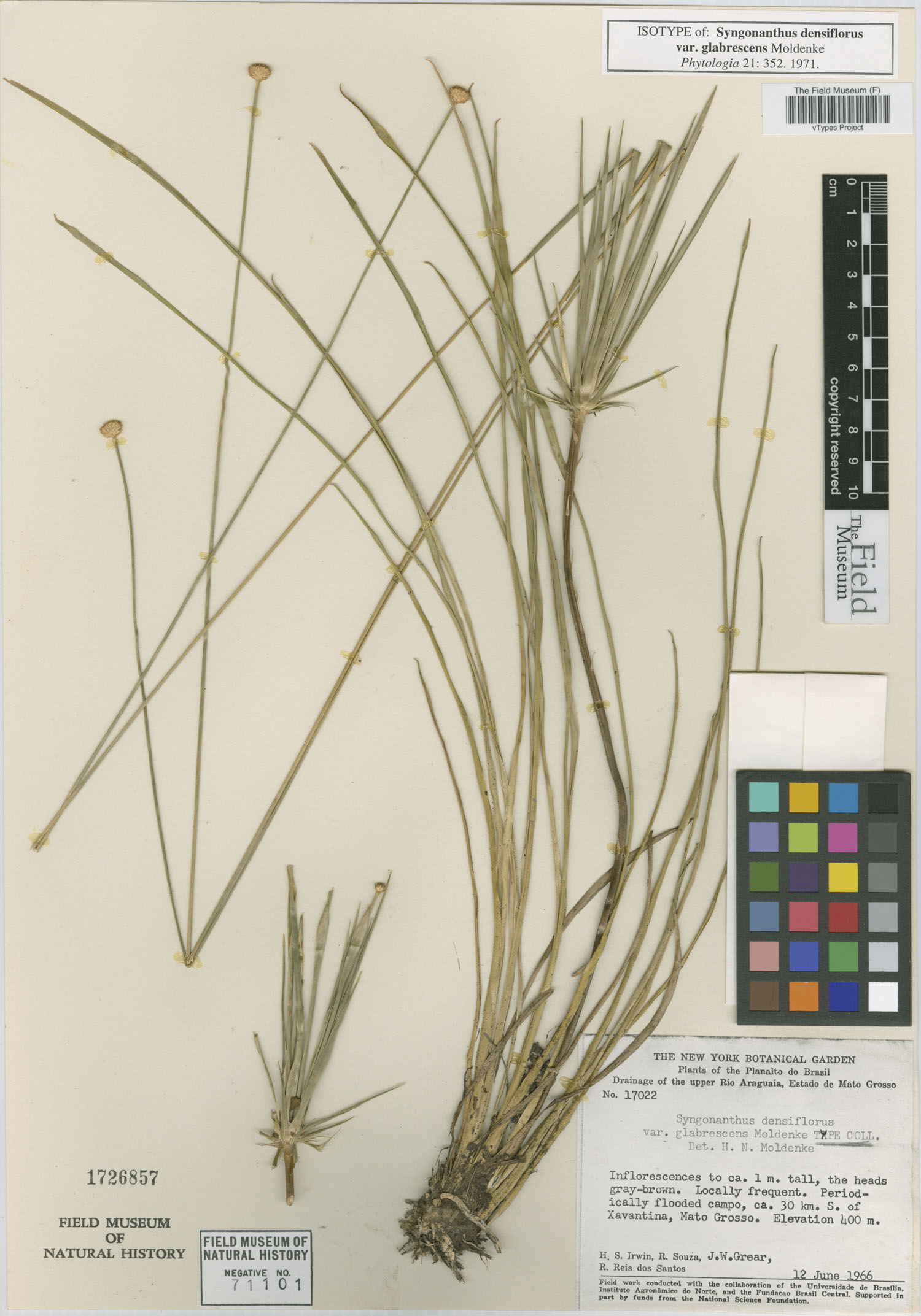 Syngonanthus densiflorus var. densiflorus image