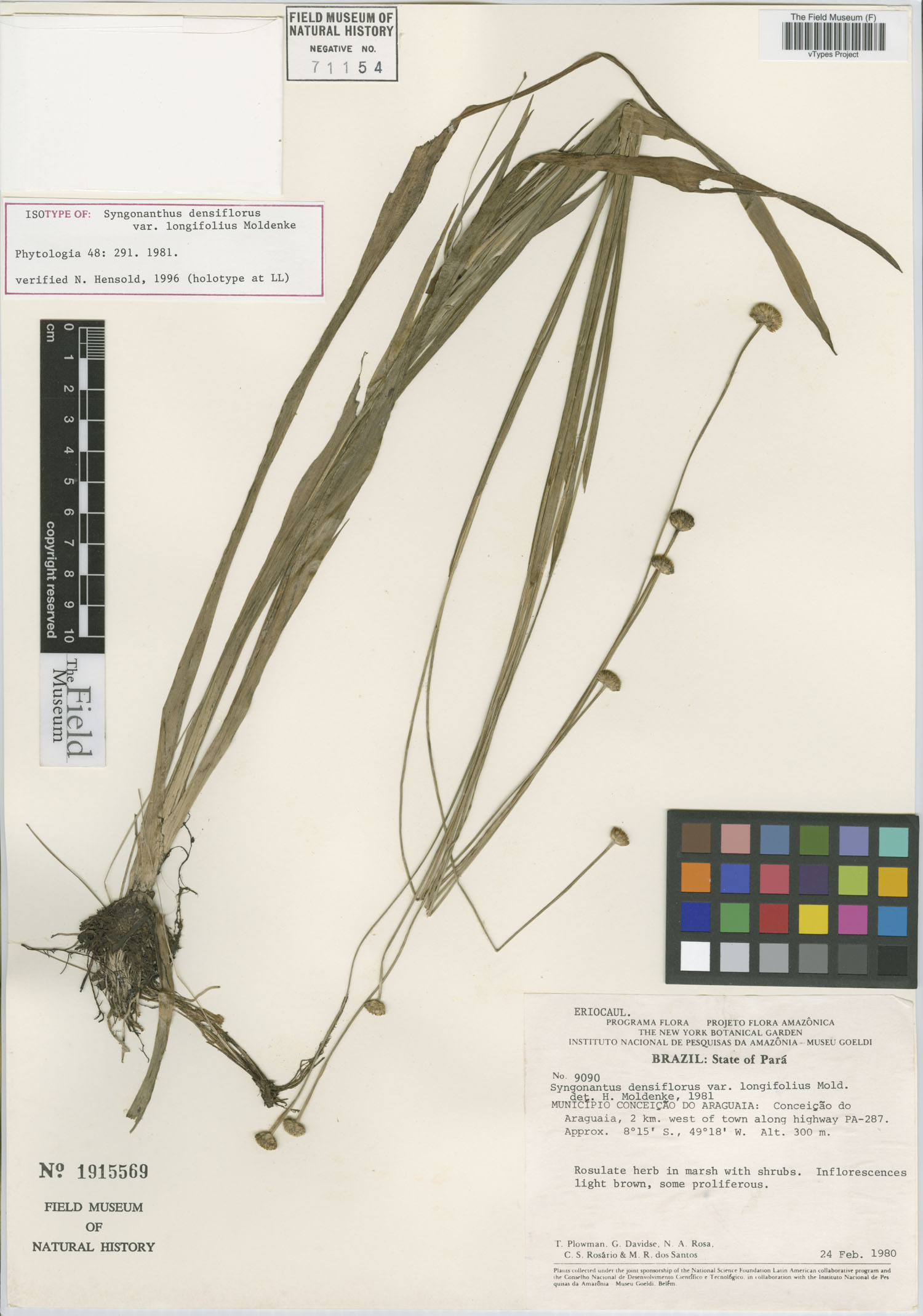 Syngonanthus densiflorus var. longifolius image