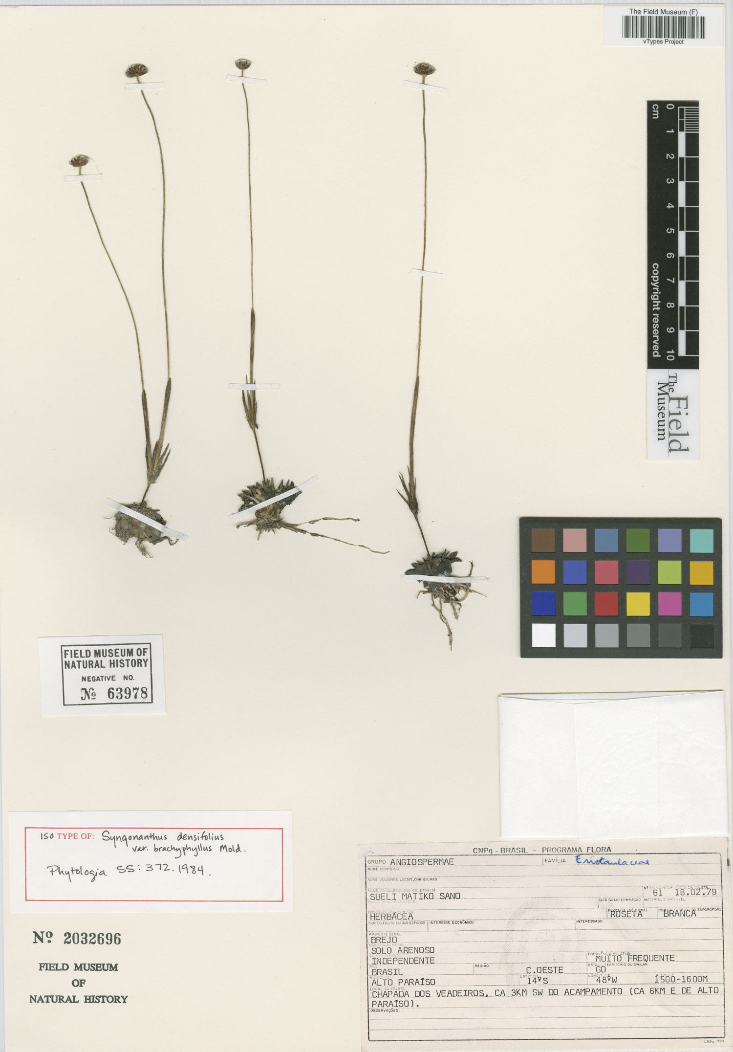 Syngonanthus densifolius image