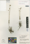 Syngonanthus densifolius image