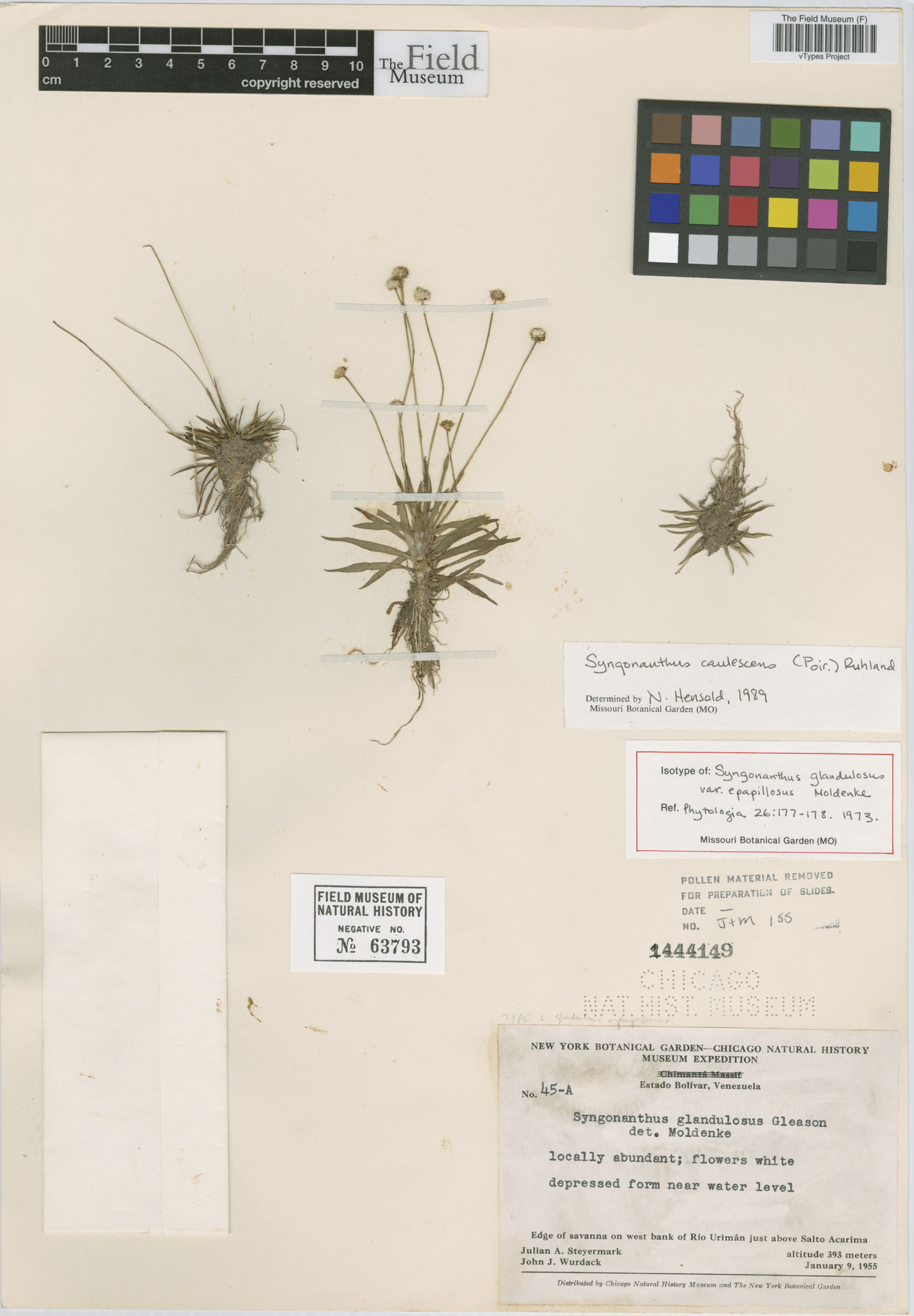 Syngonanthus caulescens var. caulescens image