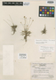 Syngonanthus caulescens var. caulescens image