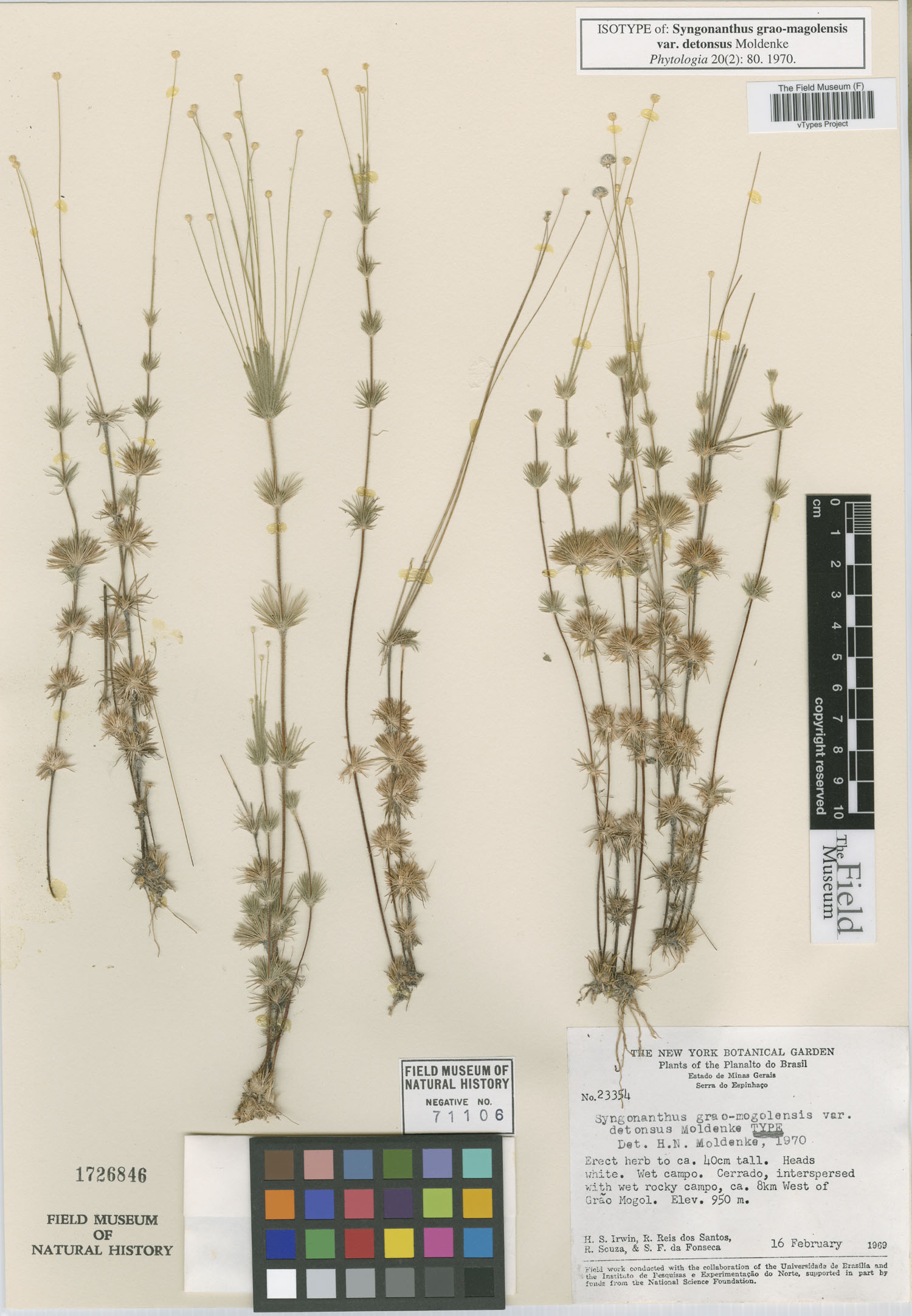 Syngonanthus grao-mogolensis image
