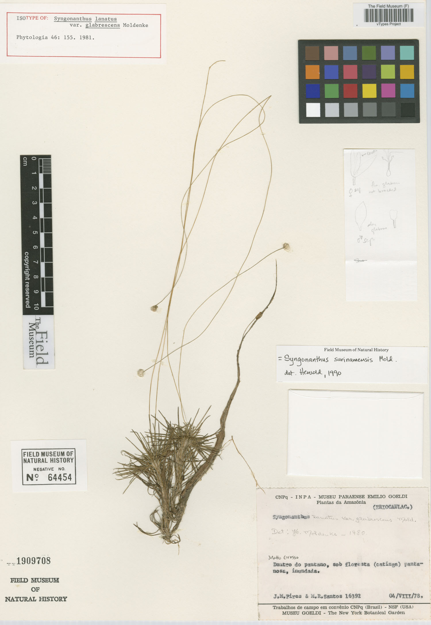 Syngonanthus lanatus var. glabrescens image