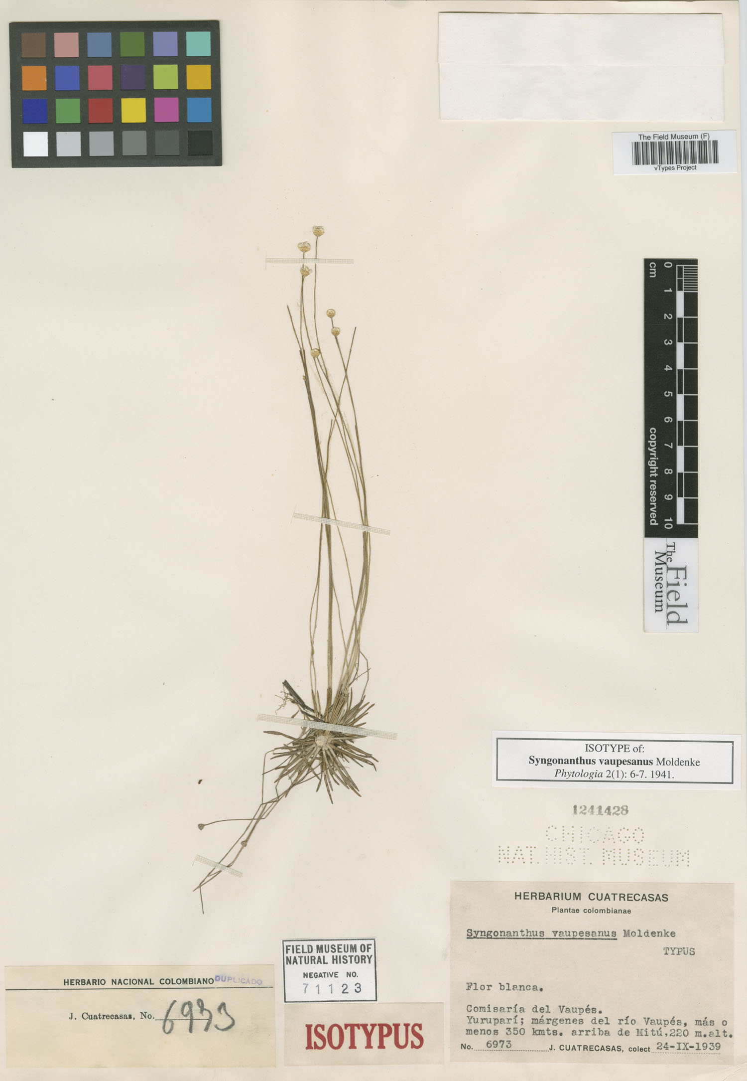 Syngonanthus tenuis image
