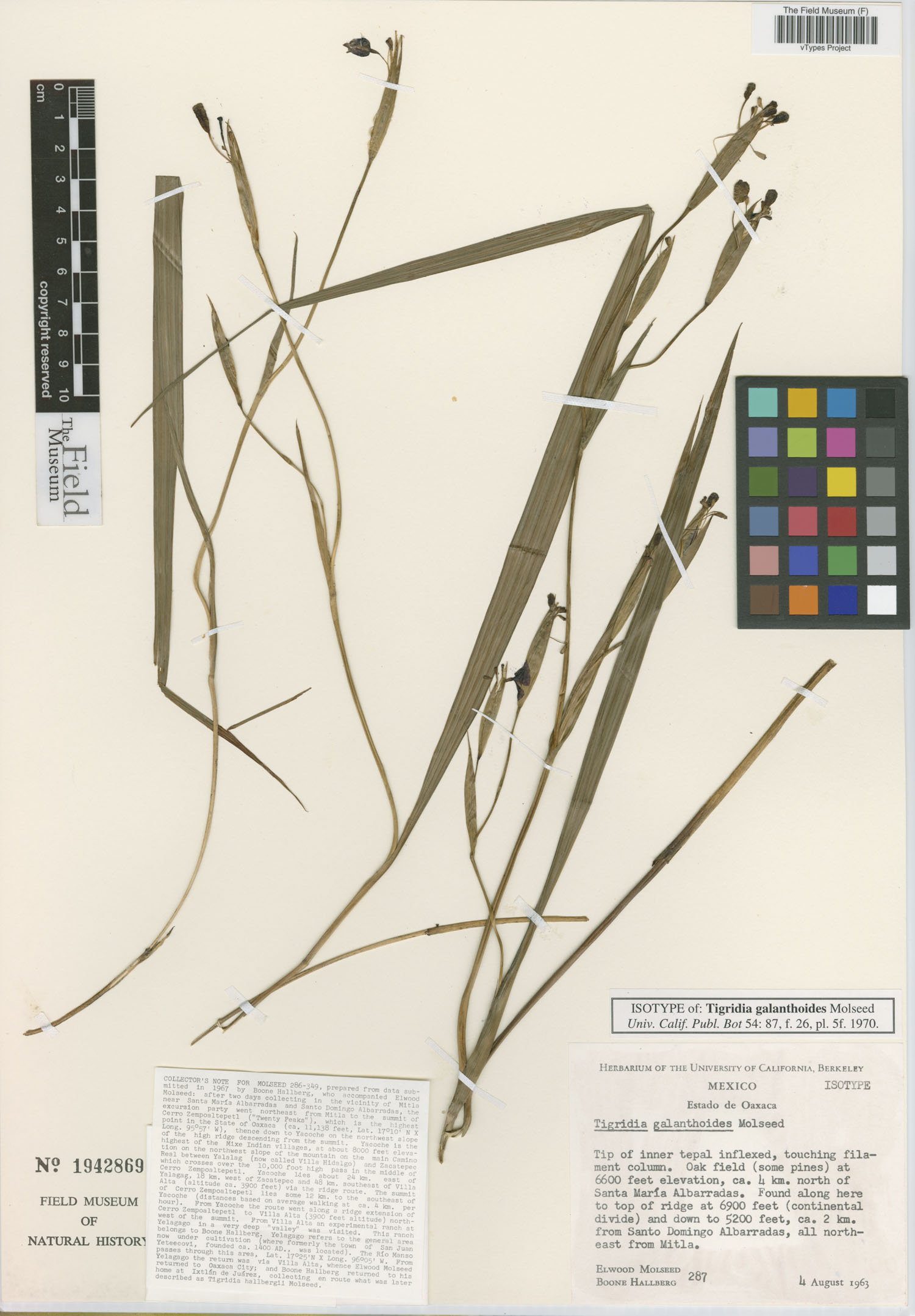 Tigridia galanthoides image