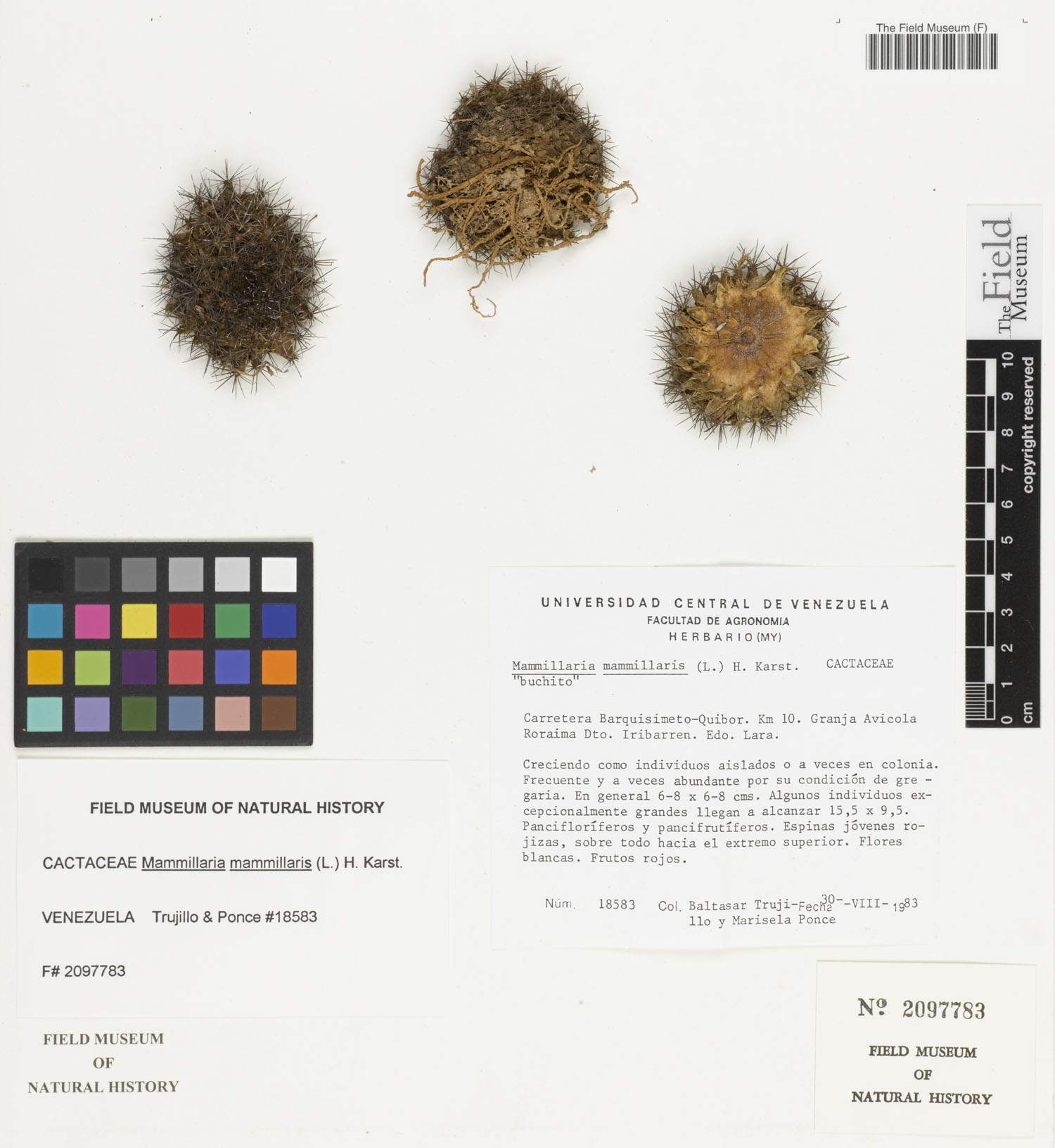 Mammillaria mammillaris image