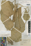 Maranta amplifolia image