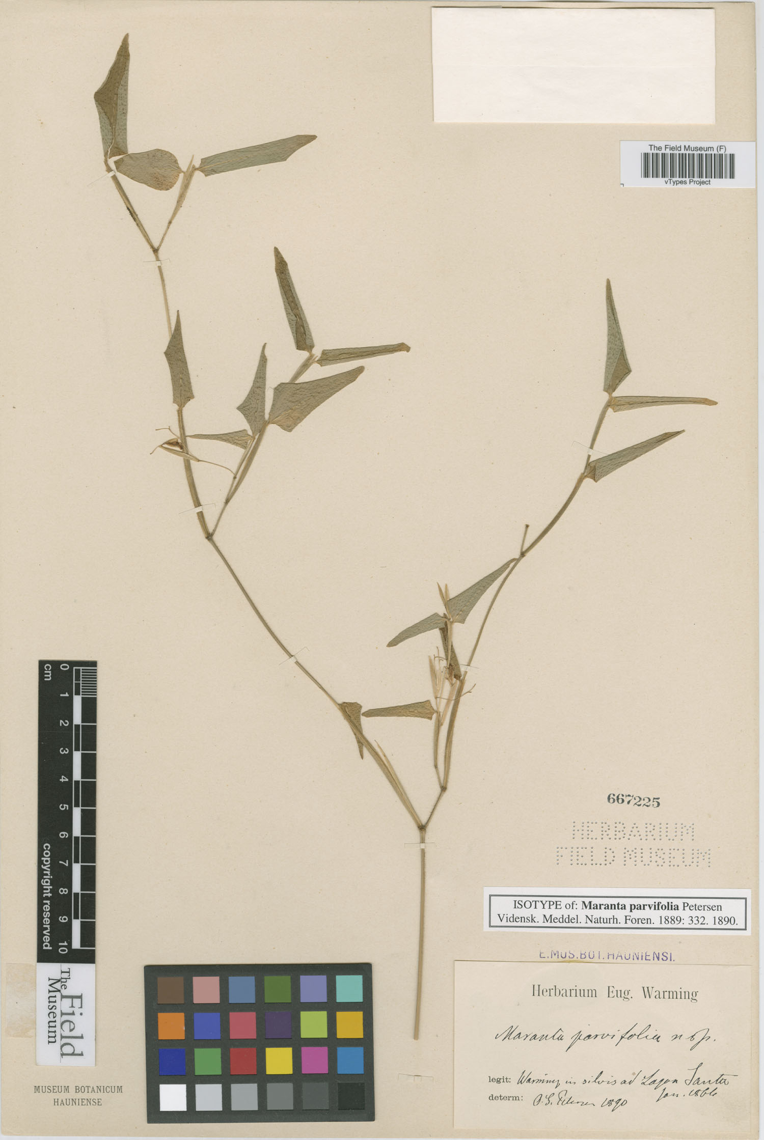 Maranta parvifolia image
