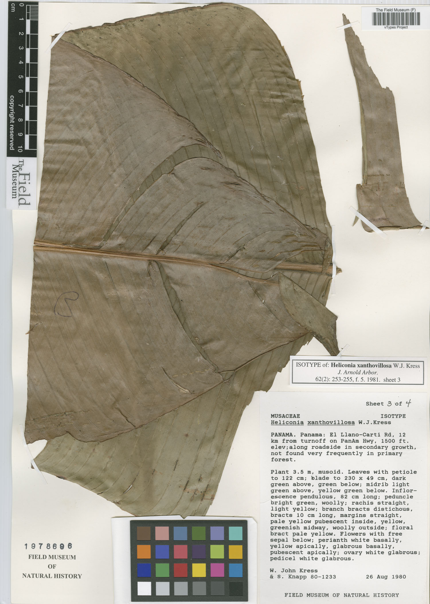 Heliconia xanthovillosa image