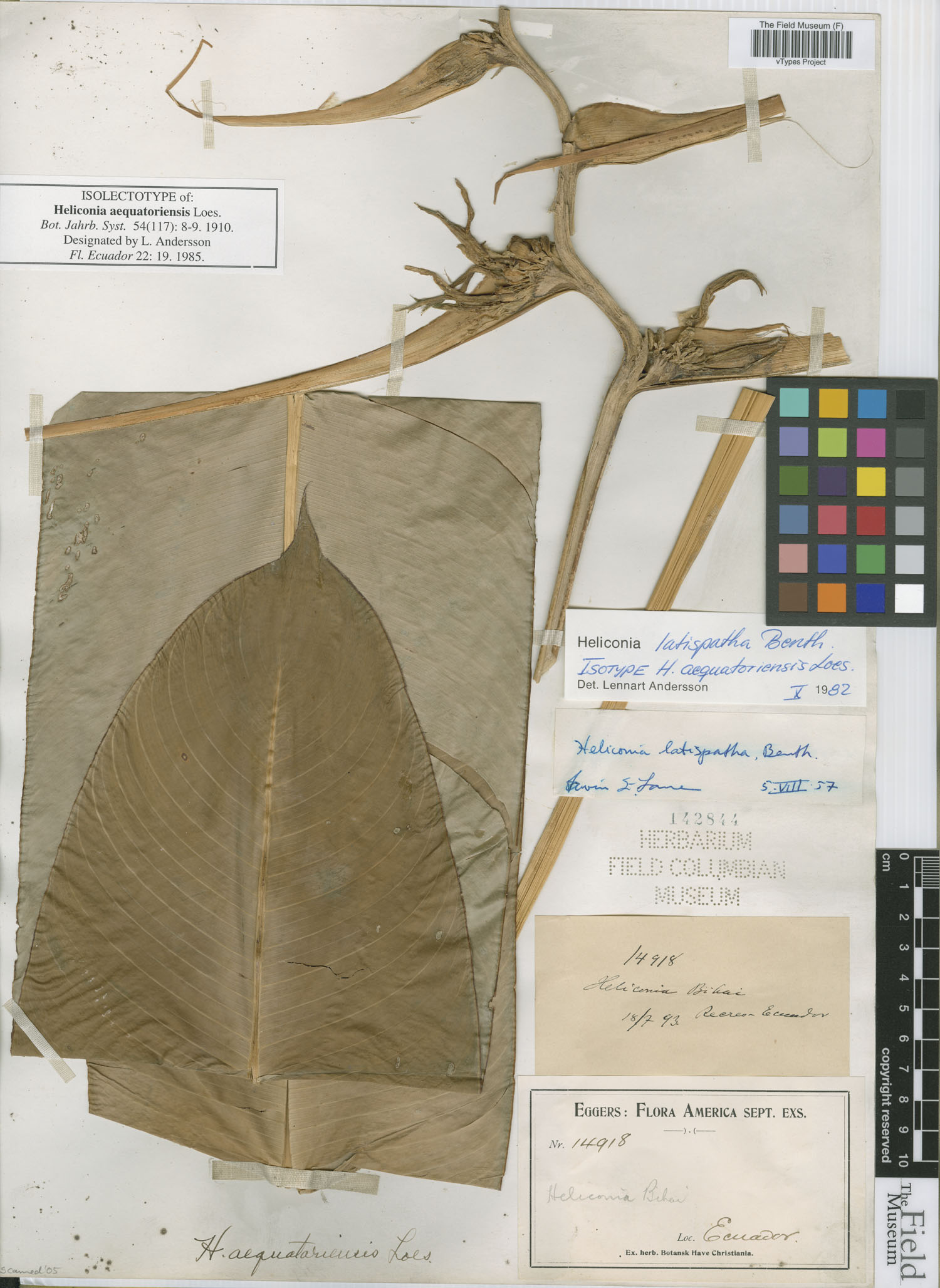 Heliconia aequatoriensis image