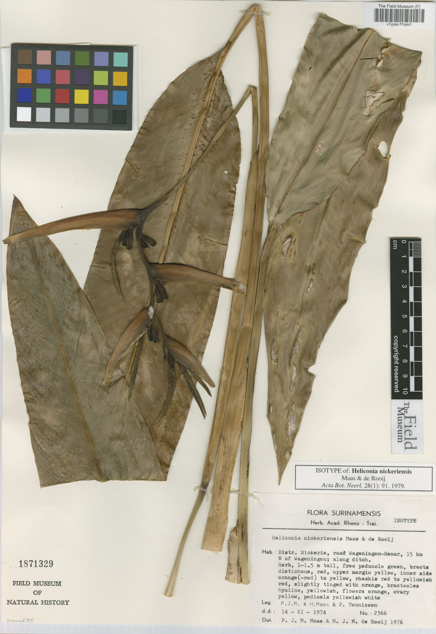 Heliconia nickeriensis image