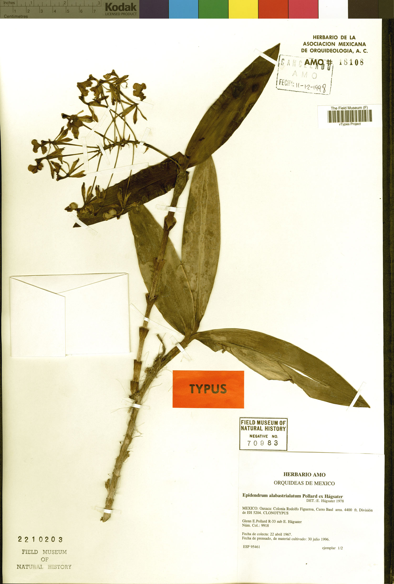 Epidendrum alabastrialatum image