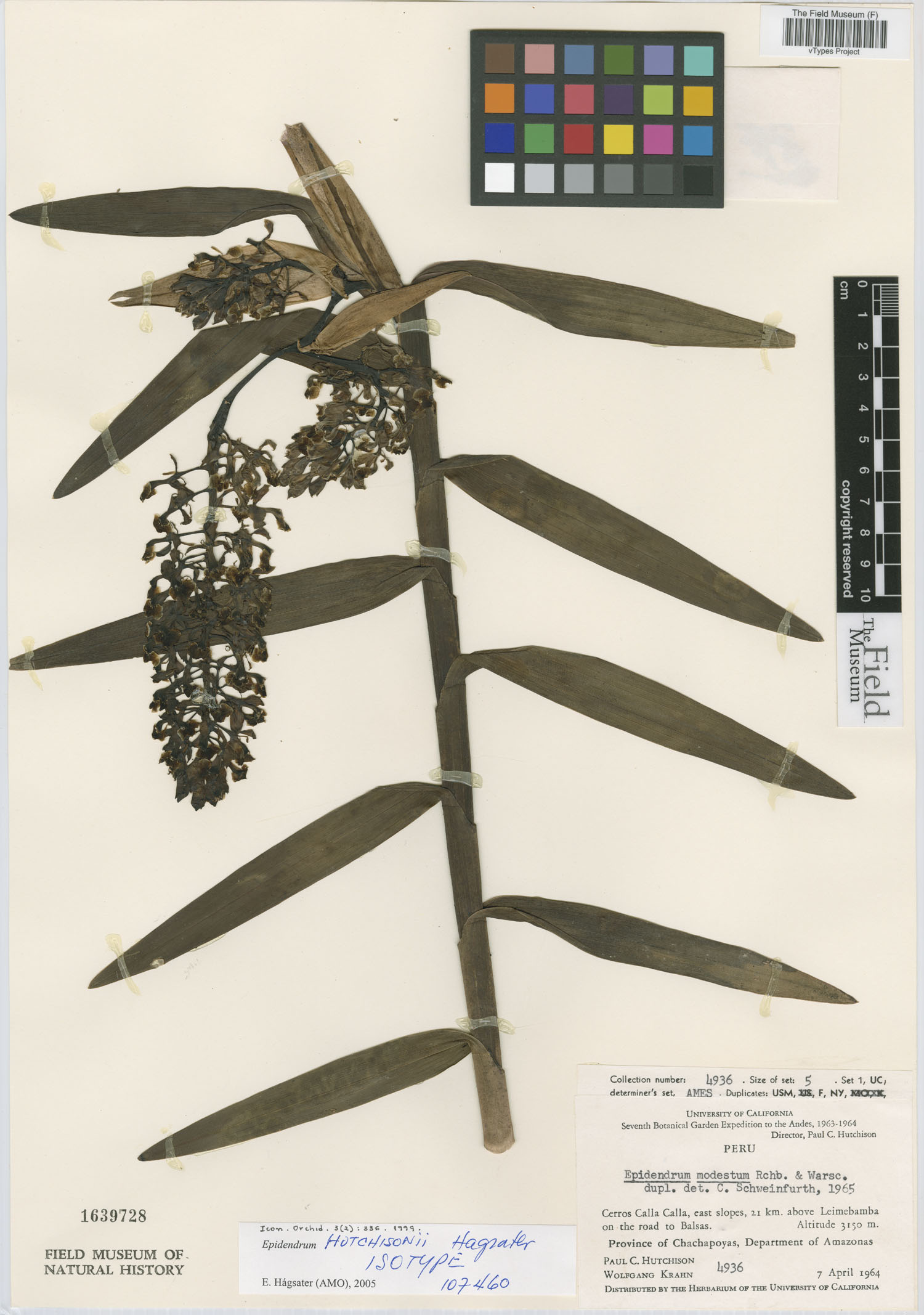 Epidendrum hutchisonii image