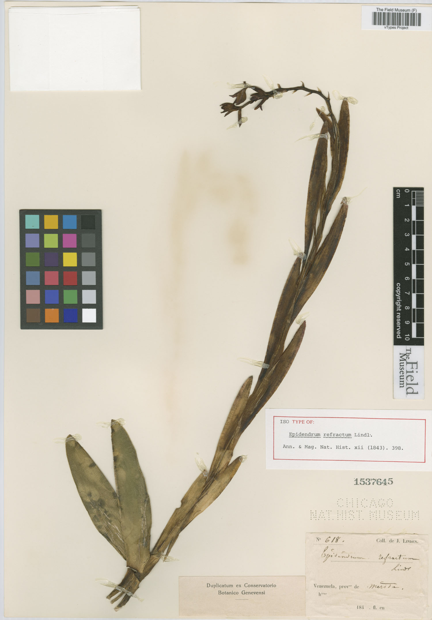Epidendrum refractum image