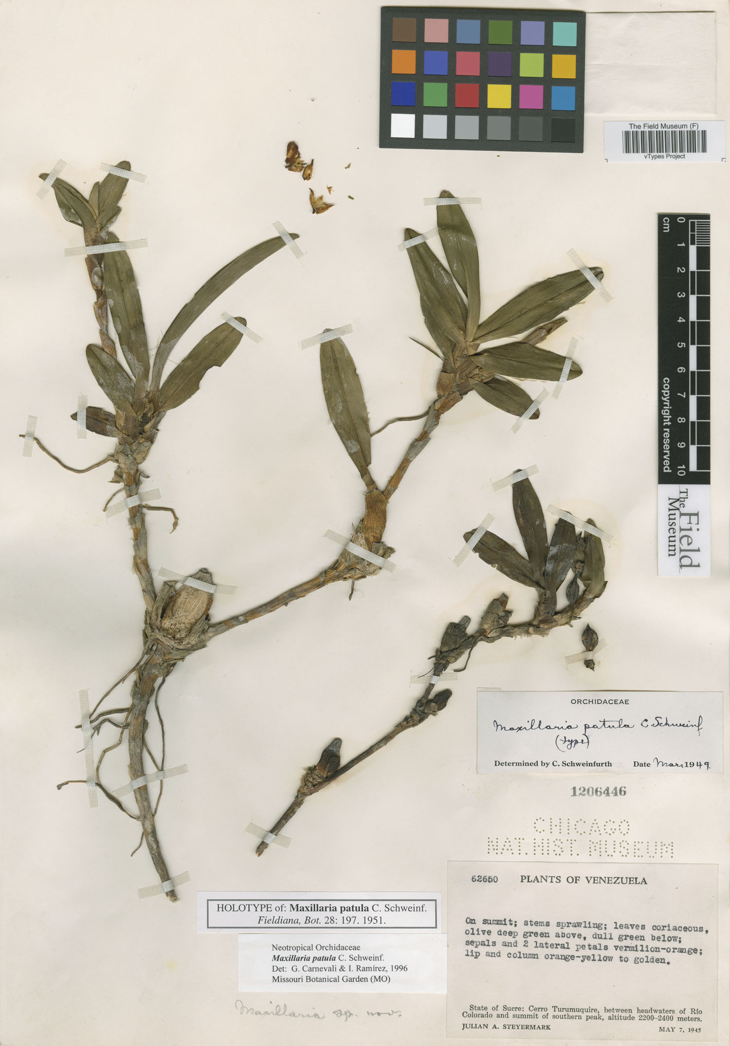 Maxillaria patula image