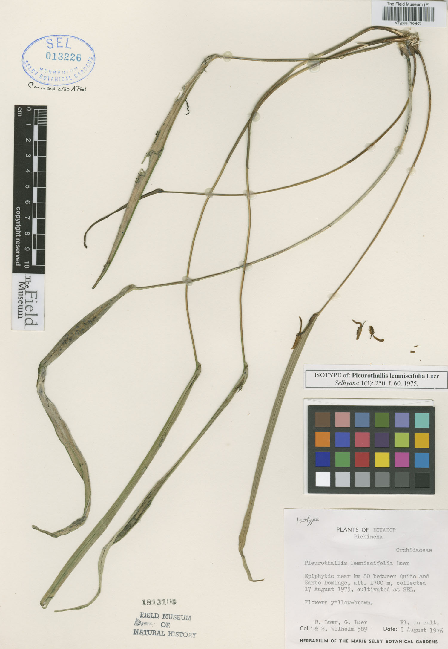 Pleurothallis lemniscifolia image