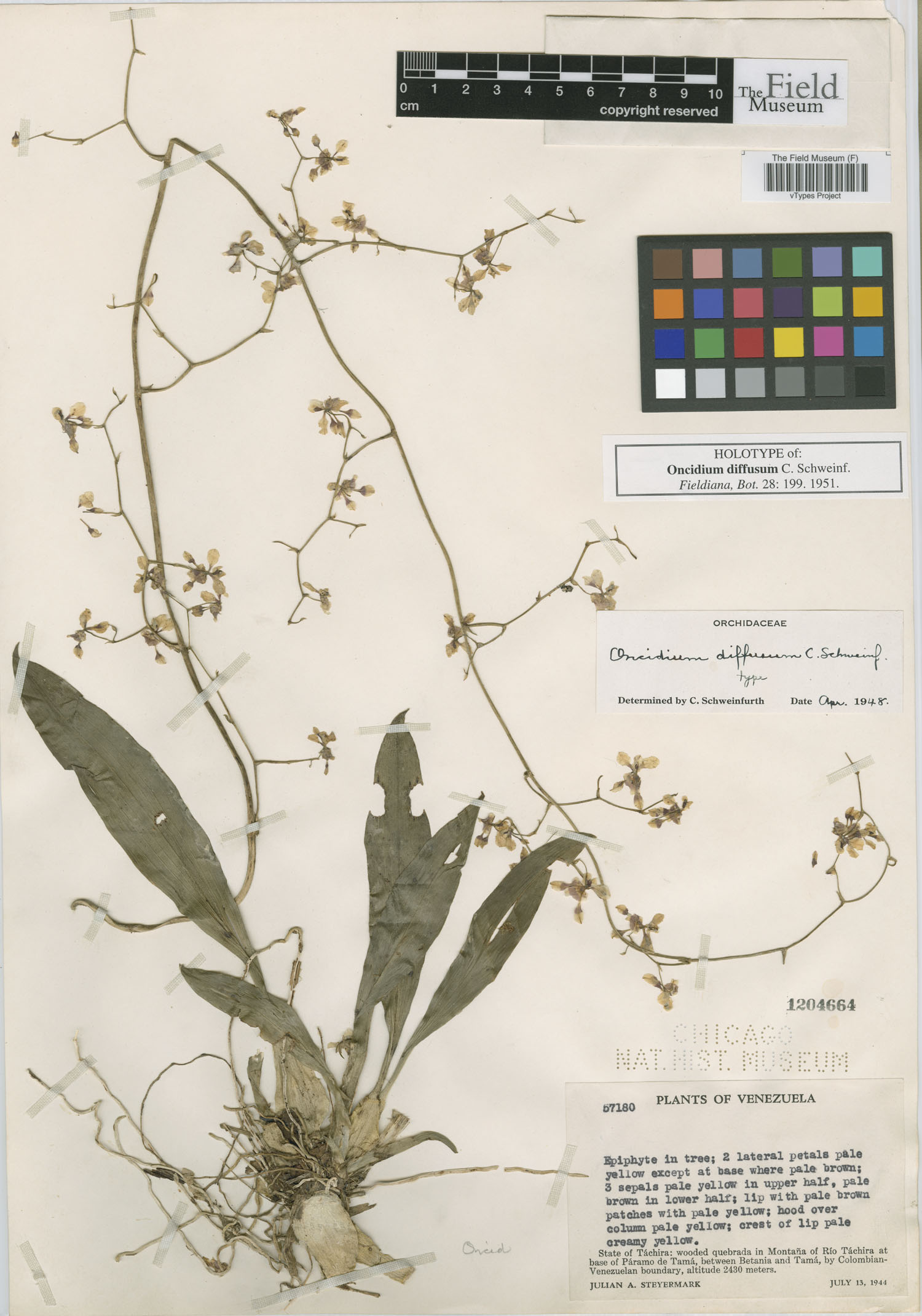 Oncidium magdalenae image