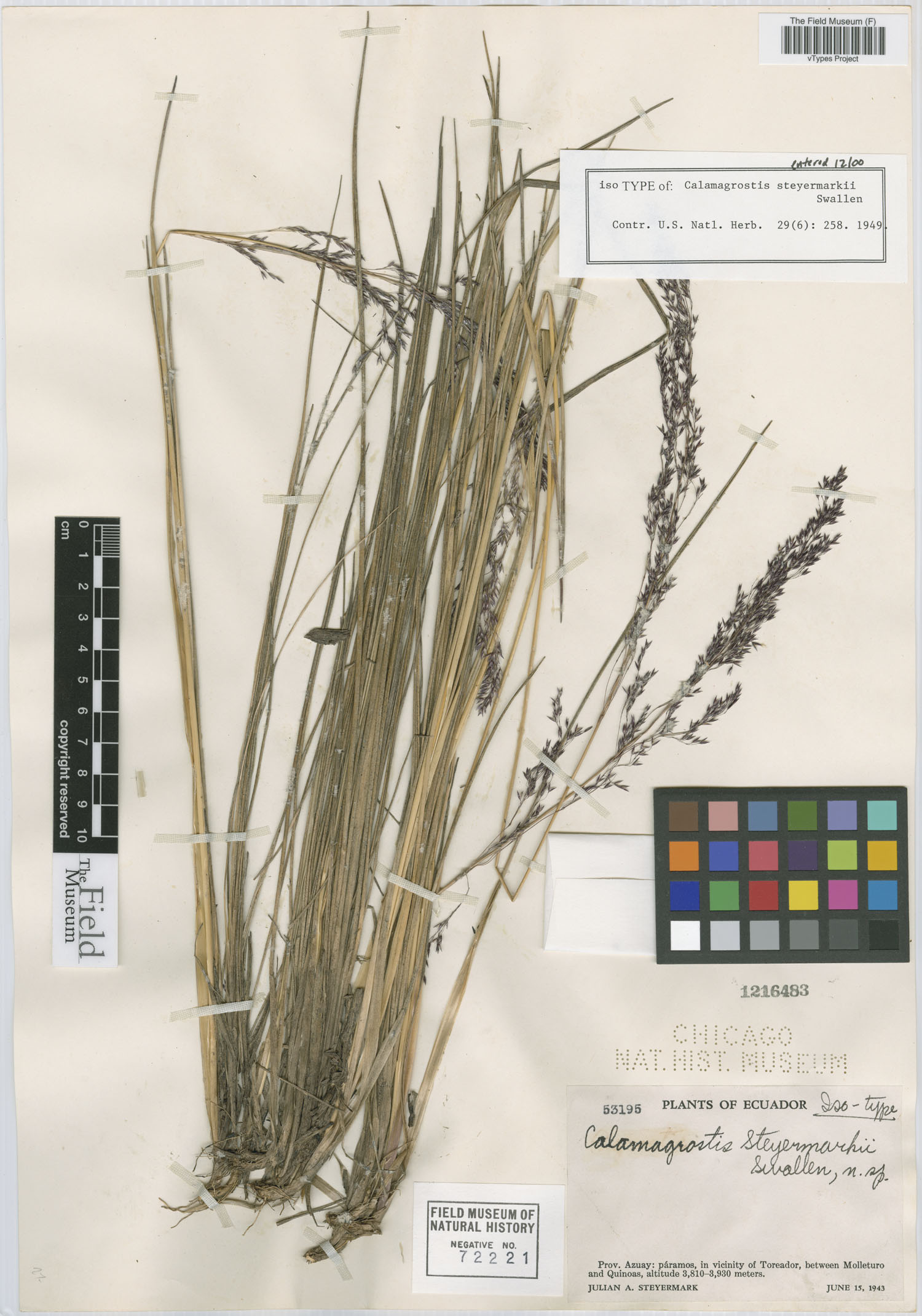 Calamagrostis steyermarkii image