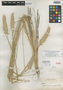 Leymus erianthus image