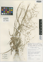 Eragrostis chiquitaniensis image
