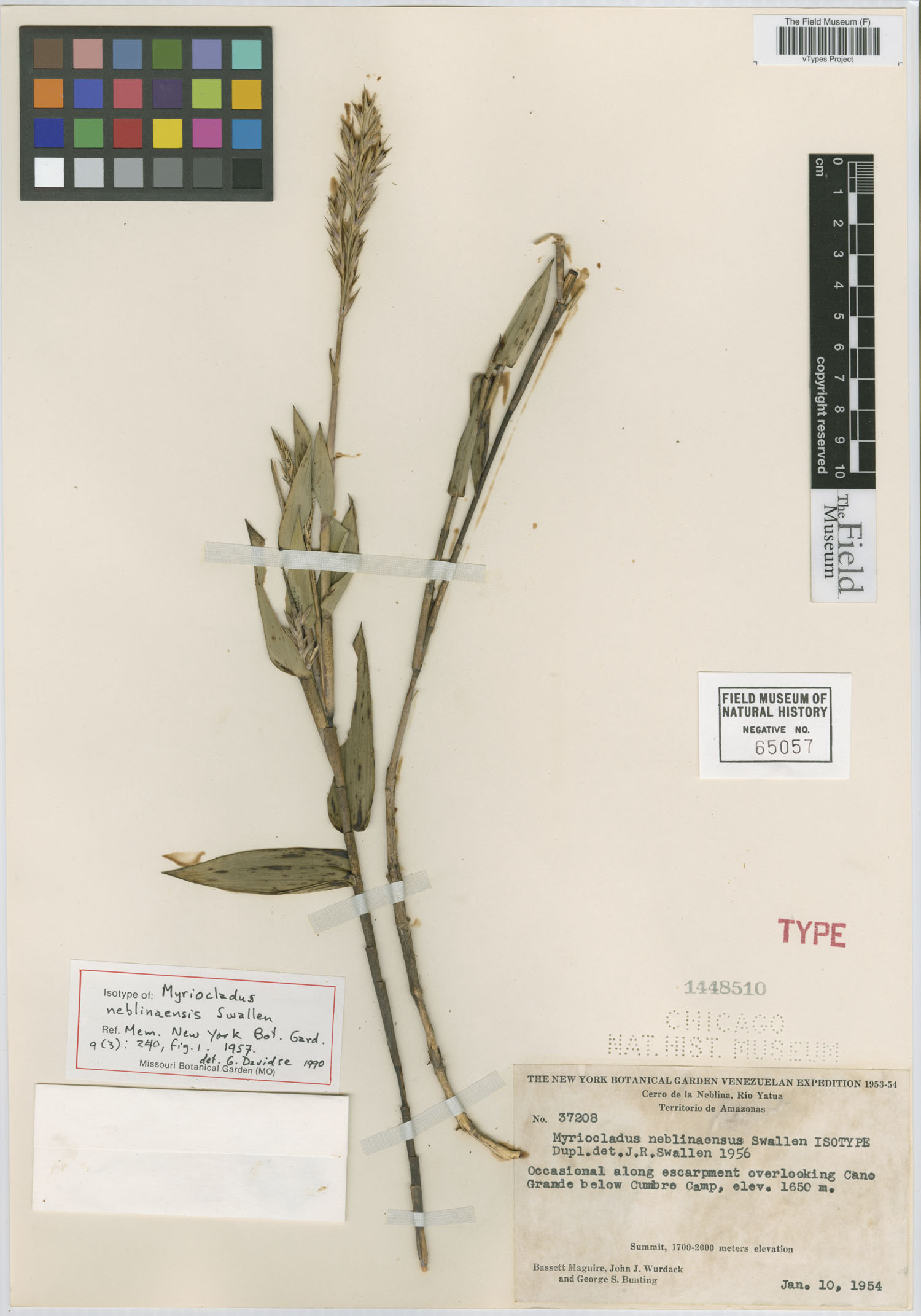 Myriocladus image
