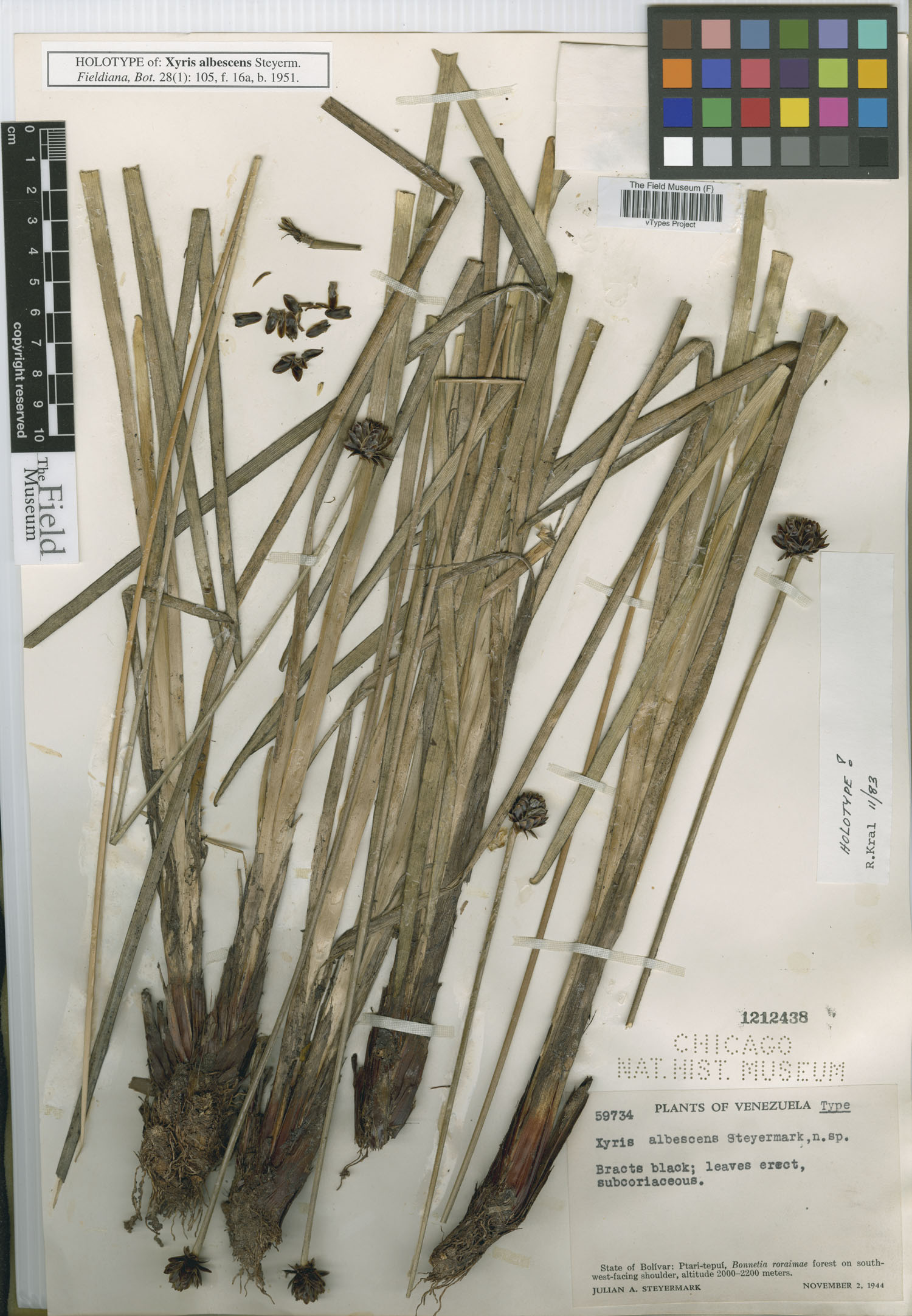 Xyris albescens image