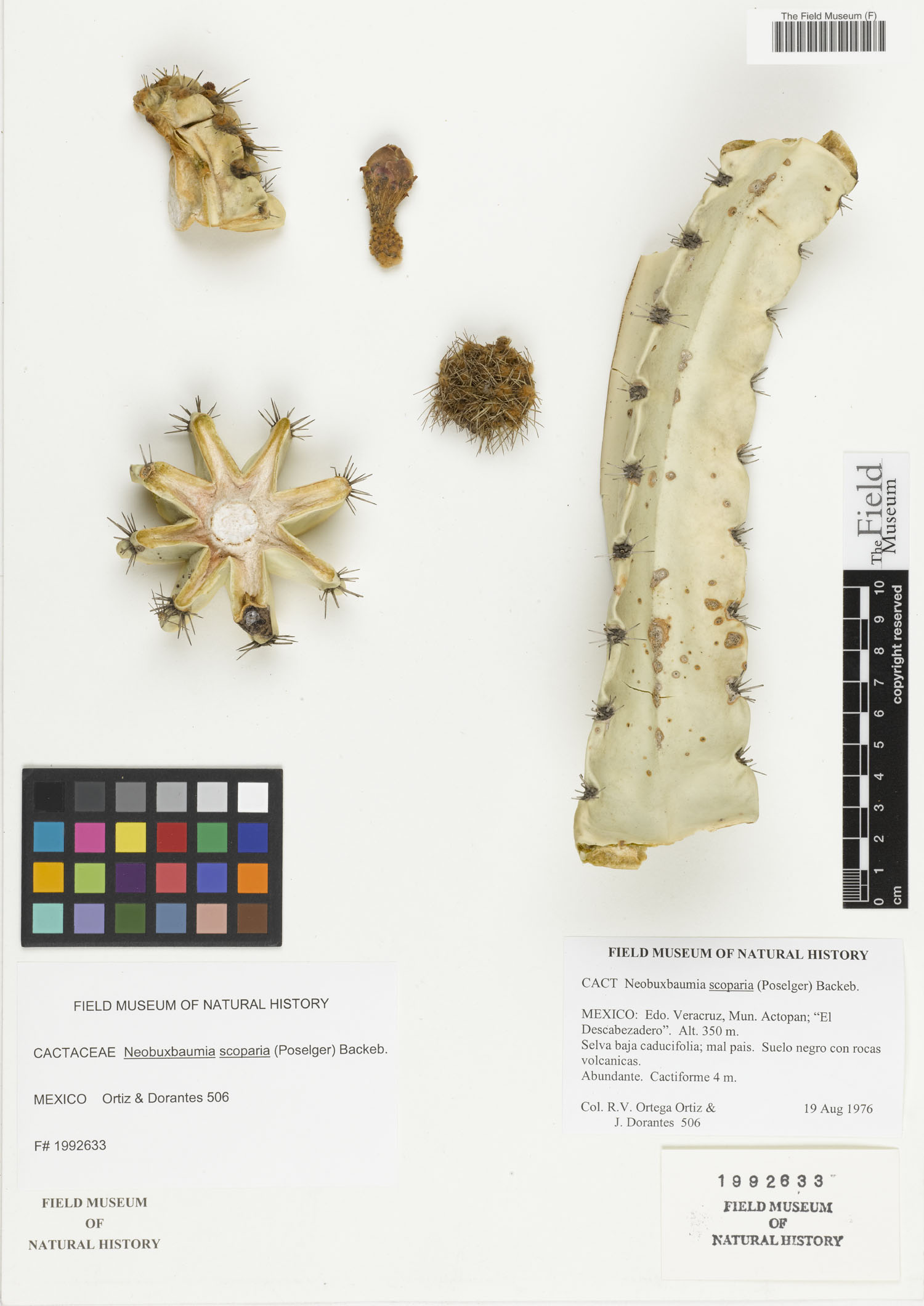 Neobuxbaumia scoparia image