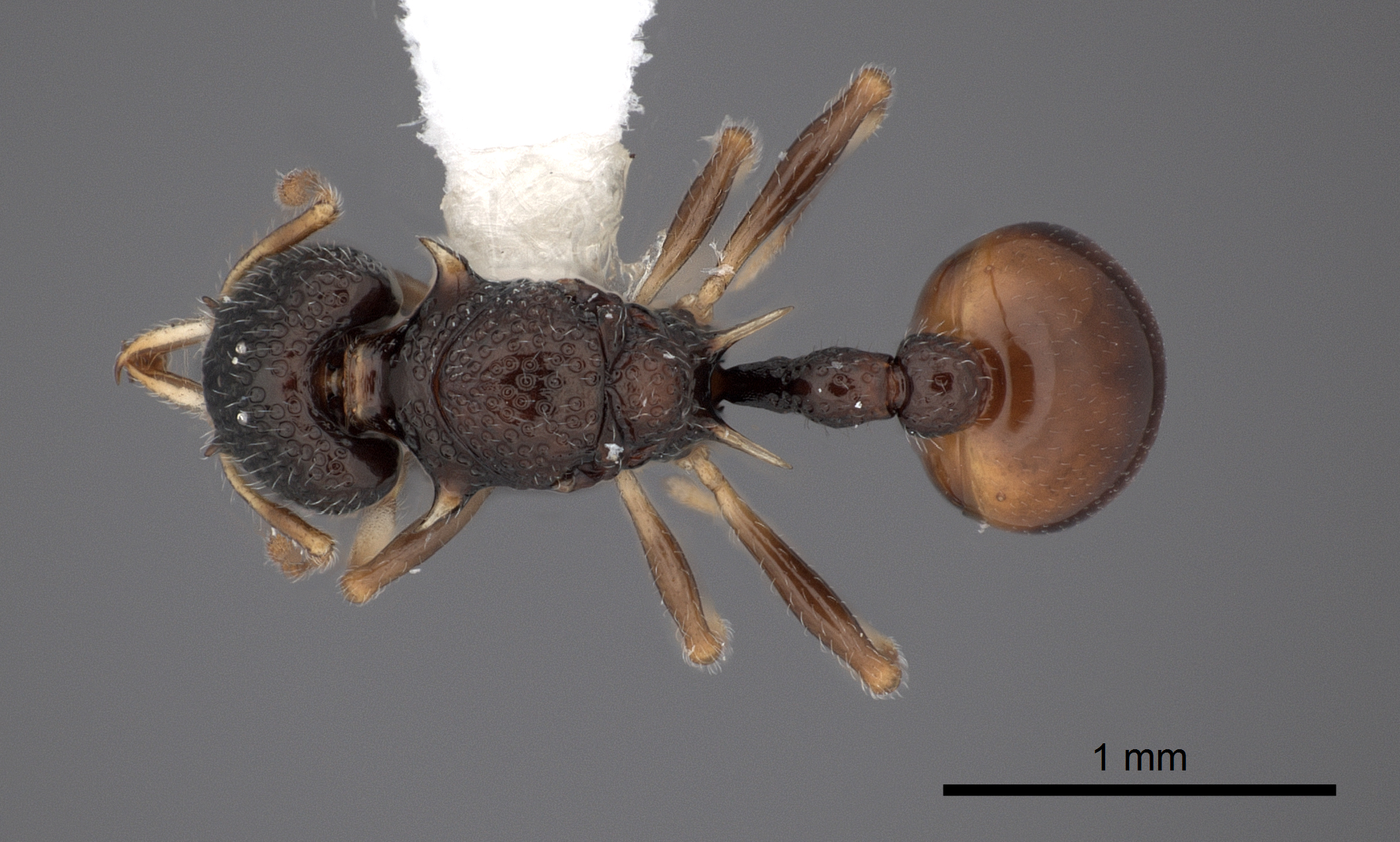 Orectognathus nanus