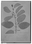 Passiflora elliptica image