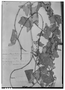 Passiflora exoperculata image