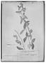 Passiflora chrysophylla image