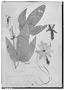 Passiflora flexipes image