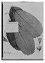 Passiflora lindeniana image