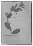 Passiflora mollis image