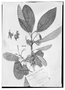 Passiflora lindeniana image