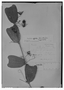 Passiflora bogotensis image