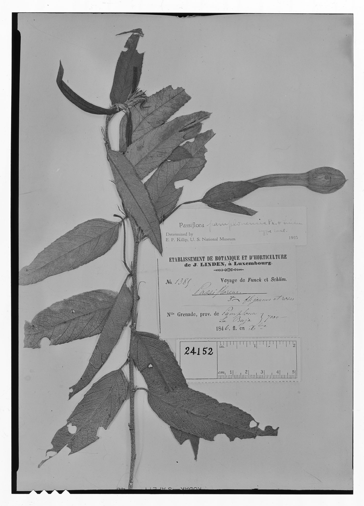 Passiflora pamplonensis image