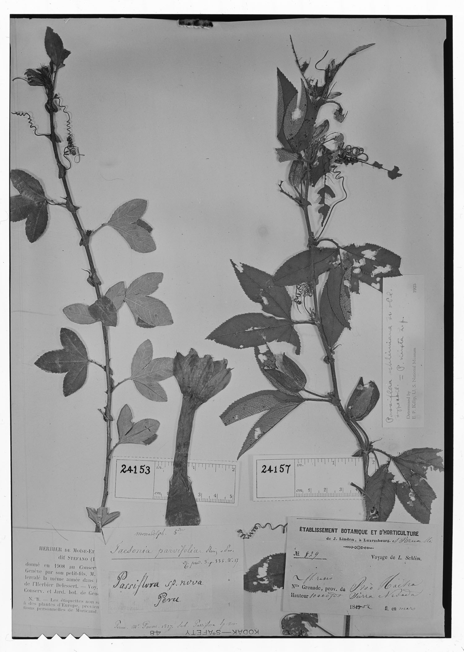 Tacsonia parvifolia image