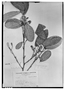 Passiflora sphaerocarpa image