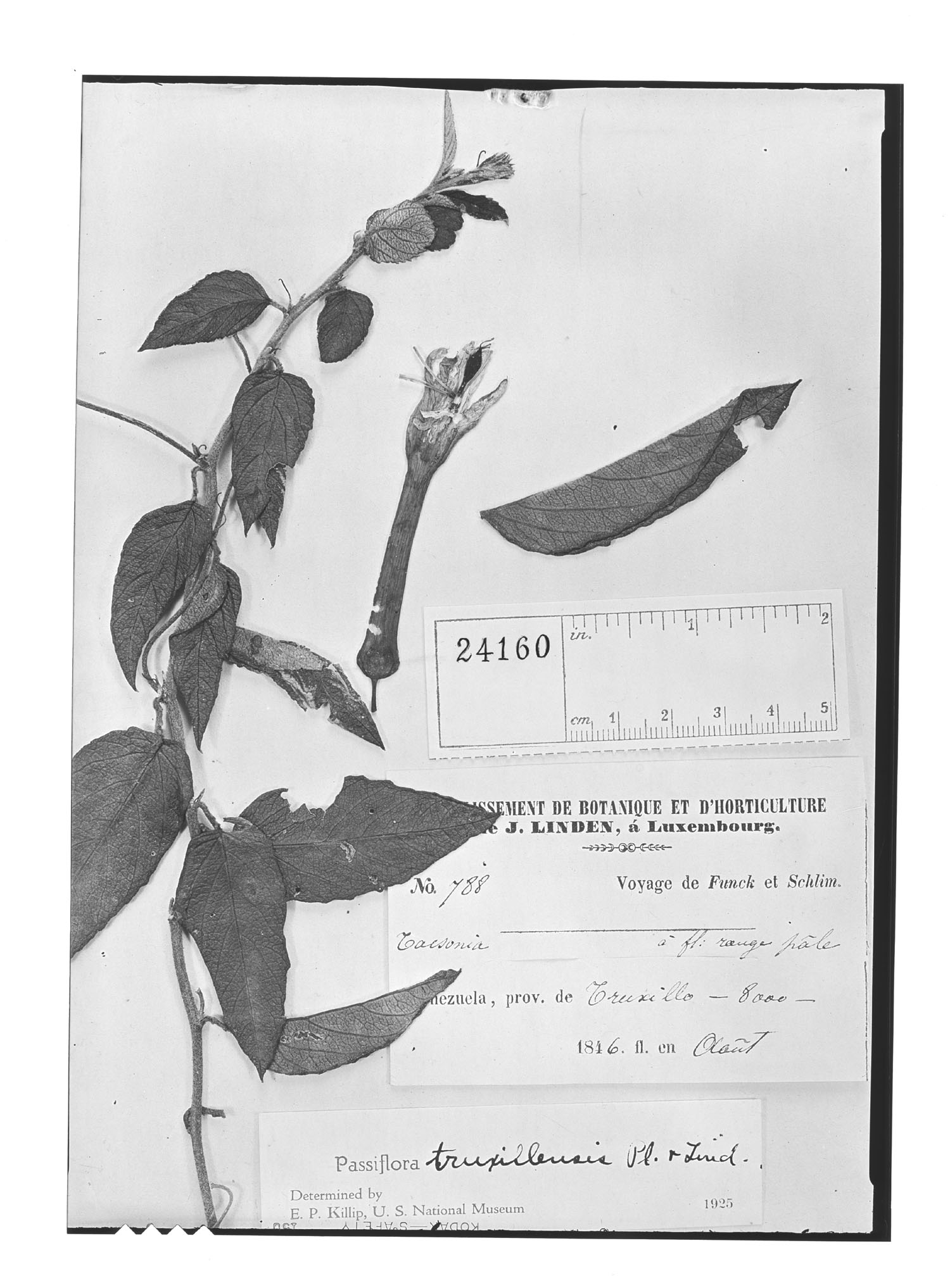 Passiflora truxillensis image
