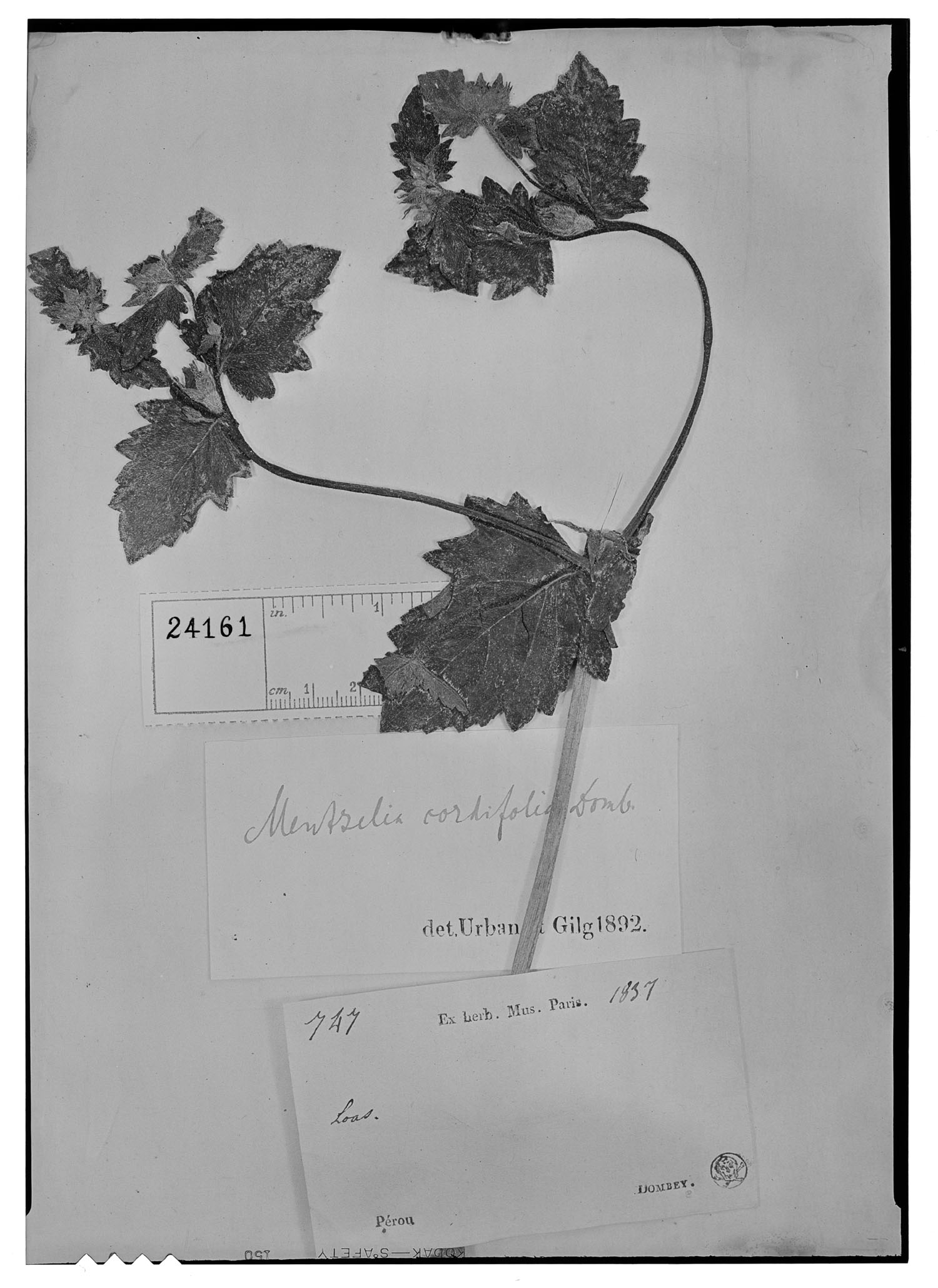 Mentzelia cordifolia image