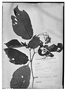 Begonia alnifolia image