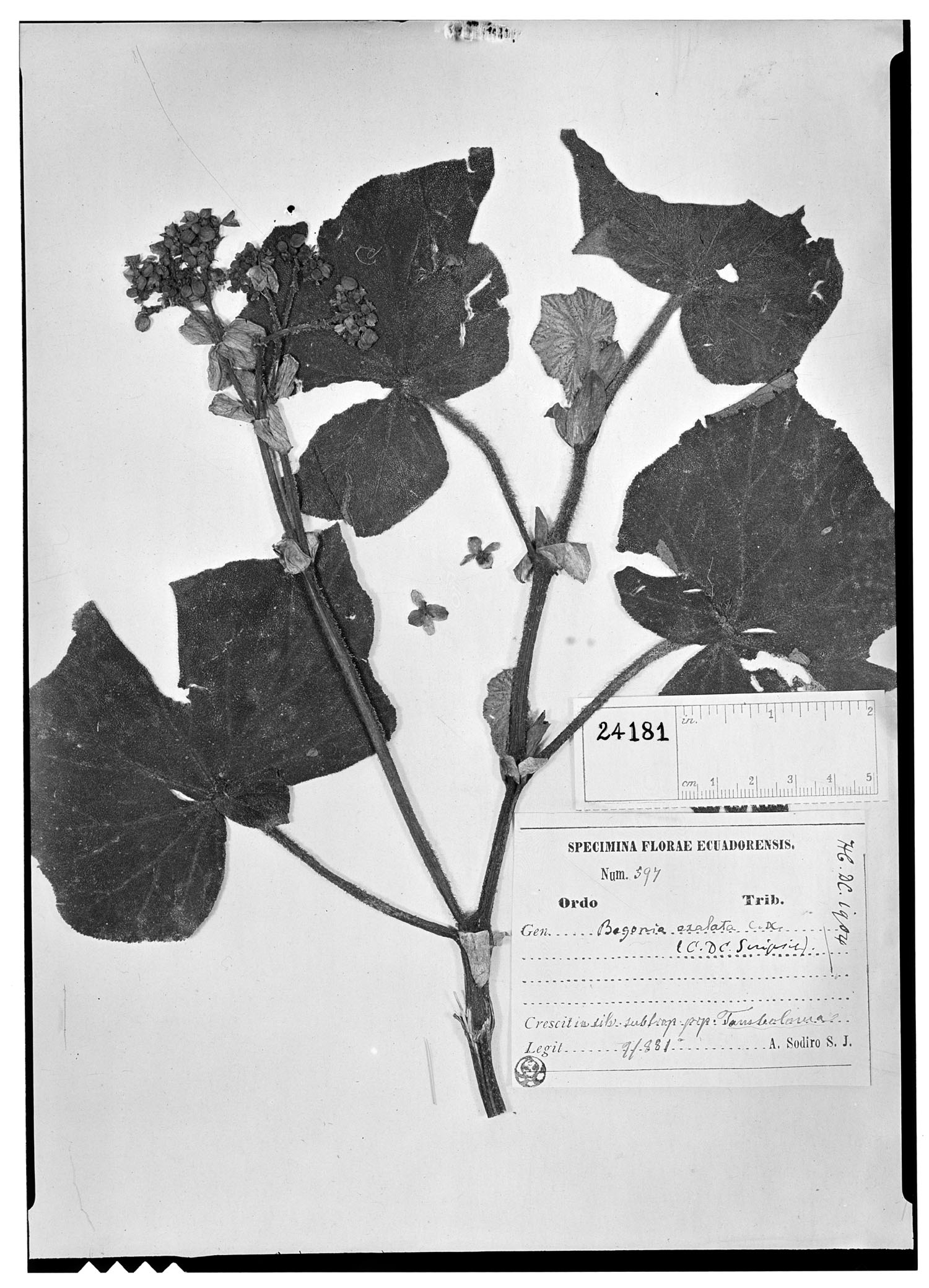 Begonia exalata image