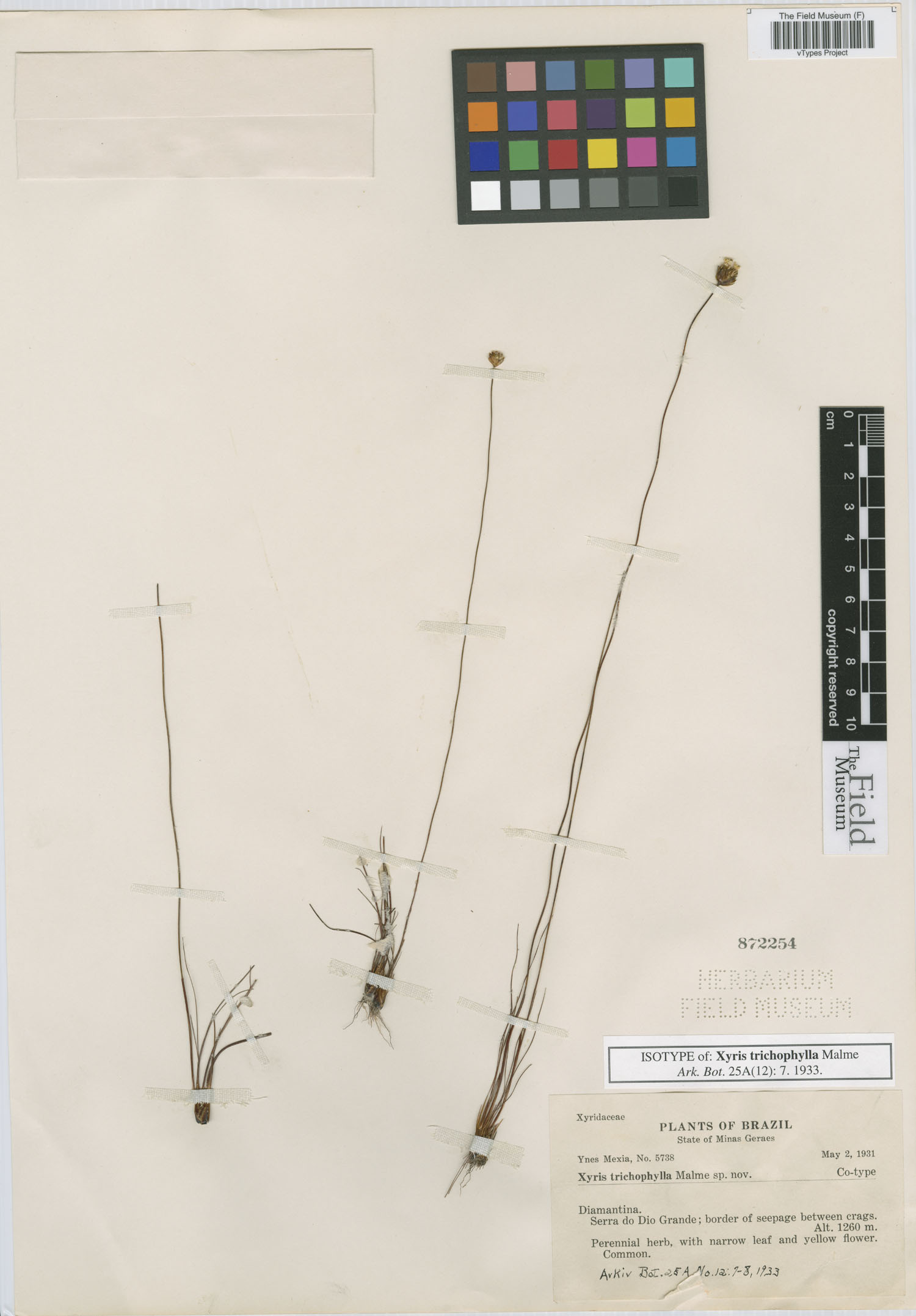 Xyris trichophylla image