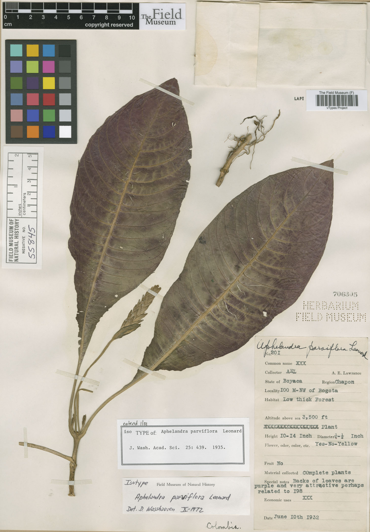 Aphelandra parviflora image