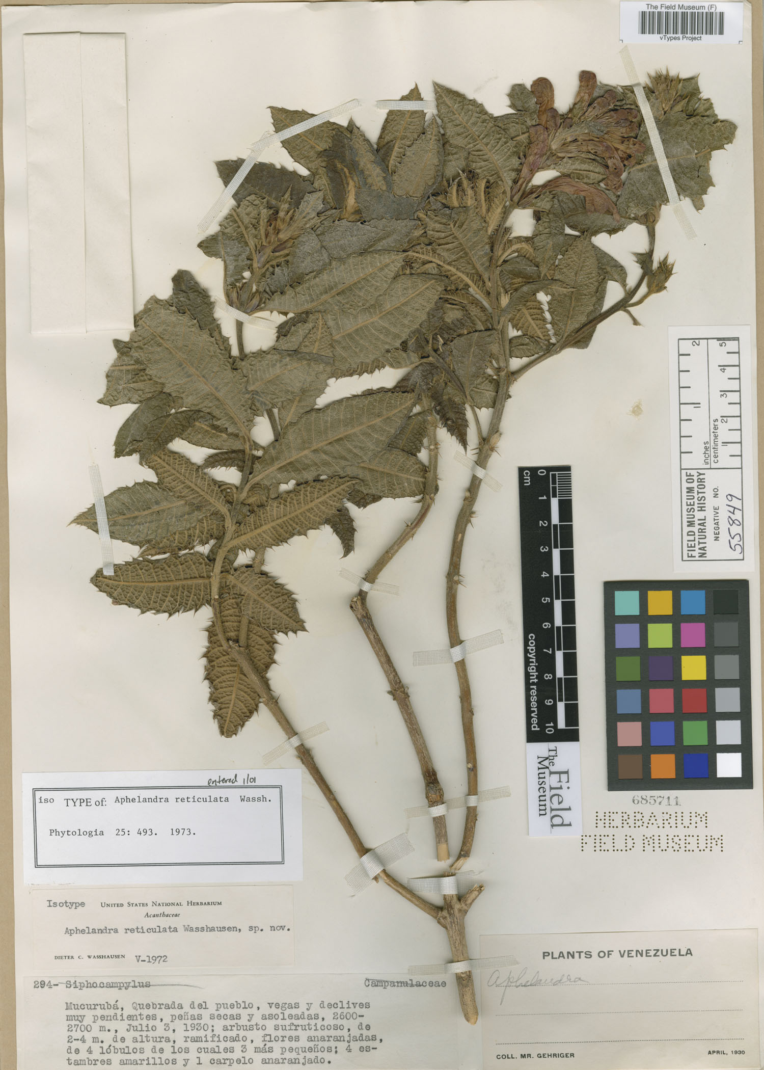 Aphelandra reticulata image
