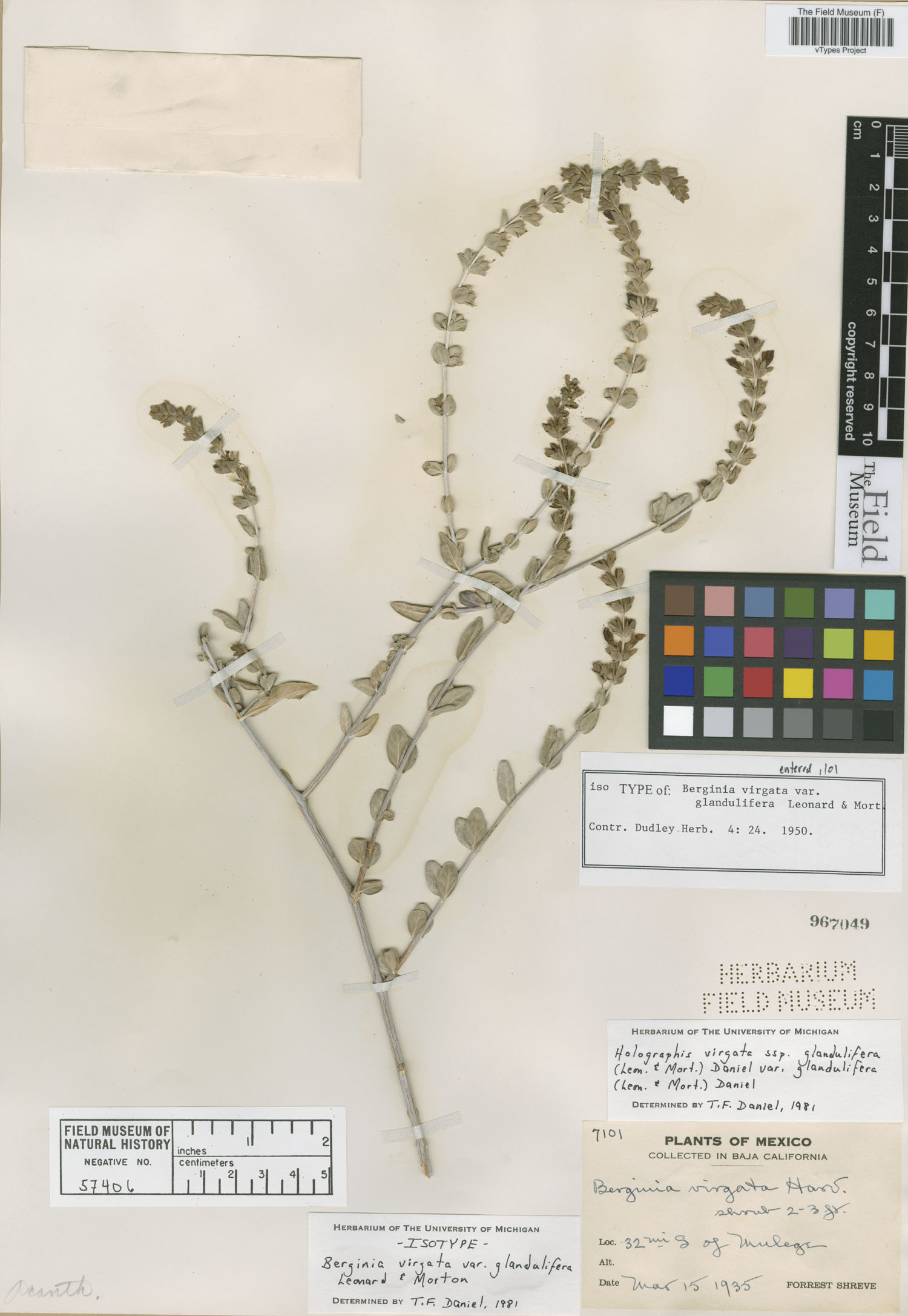 Holographis virgata subsp. glandulifera image